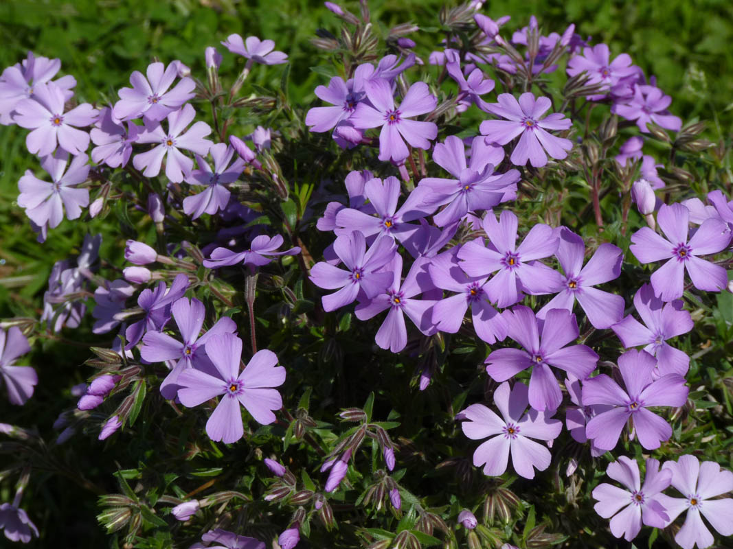 Phlox subulata 'Purple Beauty' photo